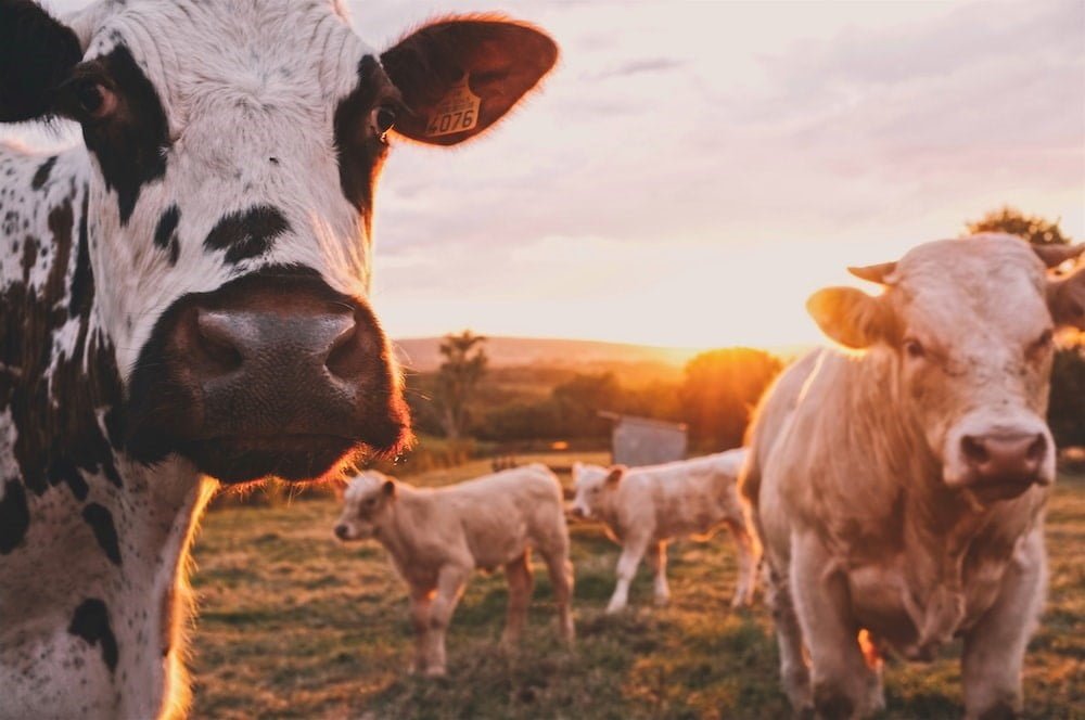 Bluetooth beacon gateway in farming
