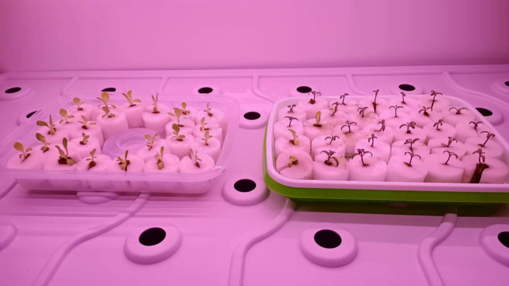 IoT greenhouse 1