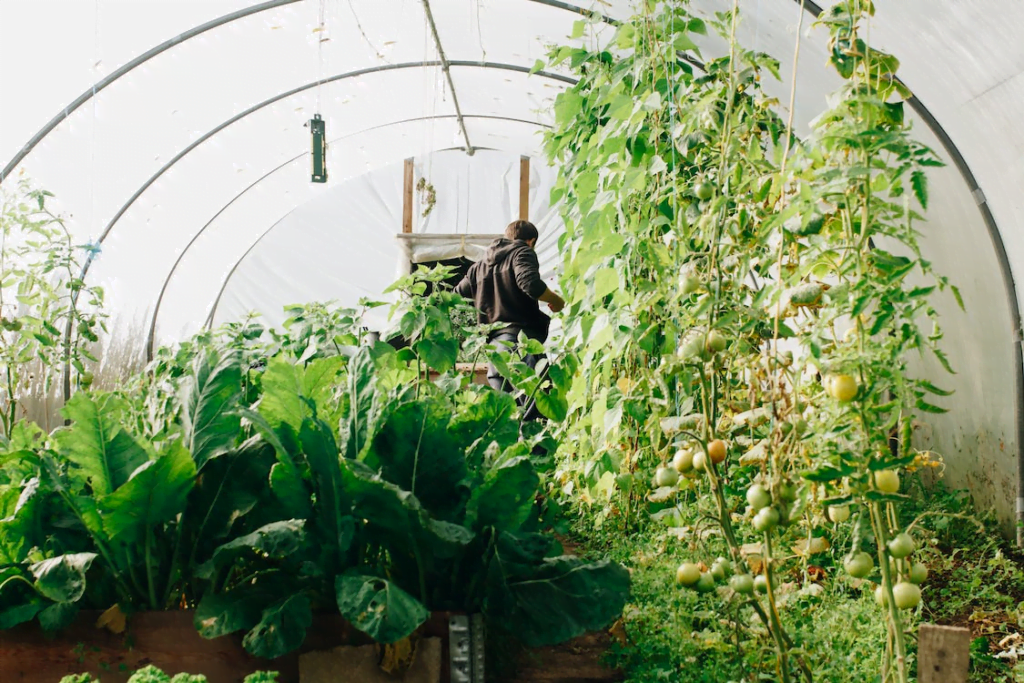 greenhouse